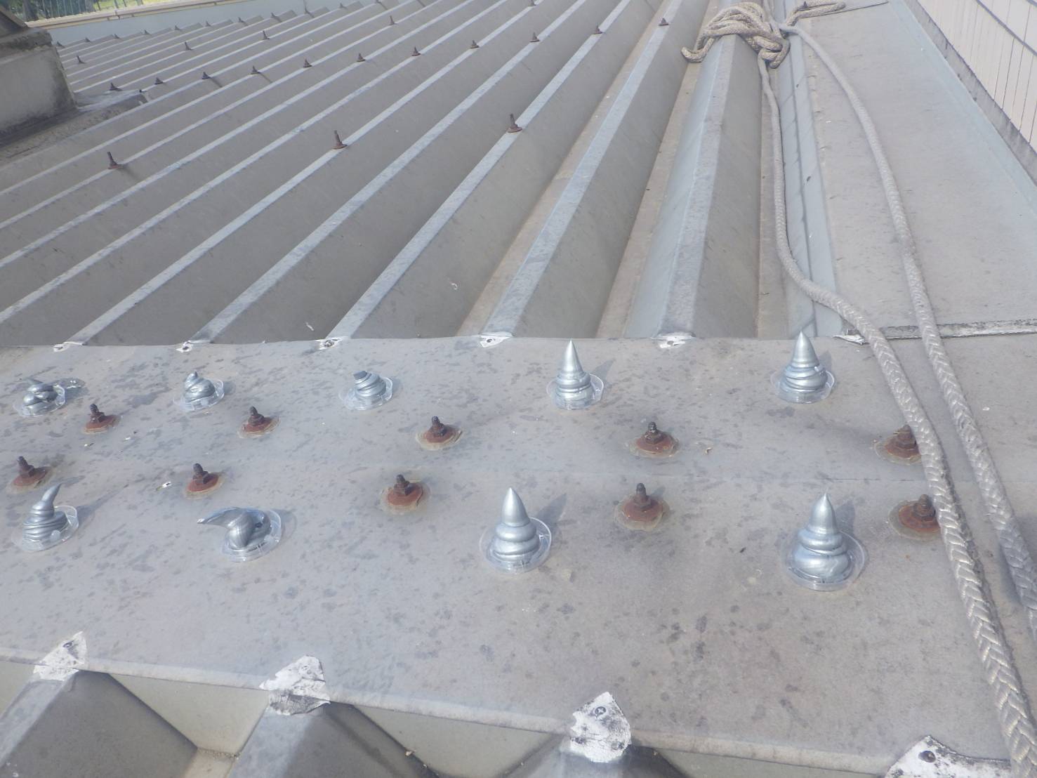 ハト　フン　小倉