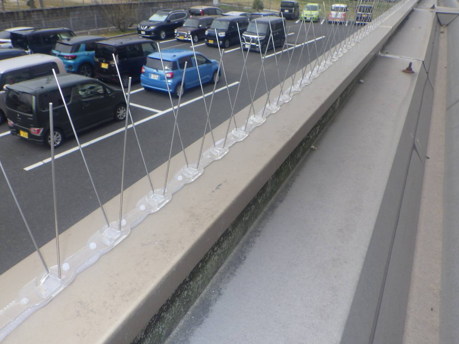 ハト　フン　小倉