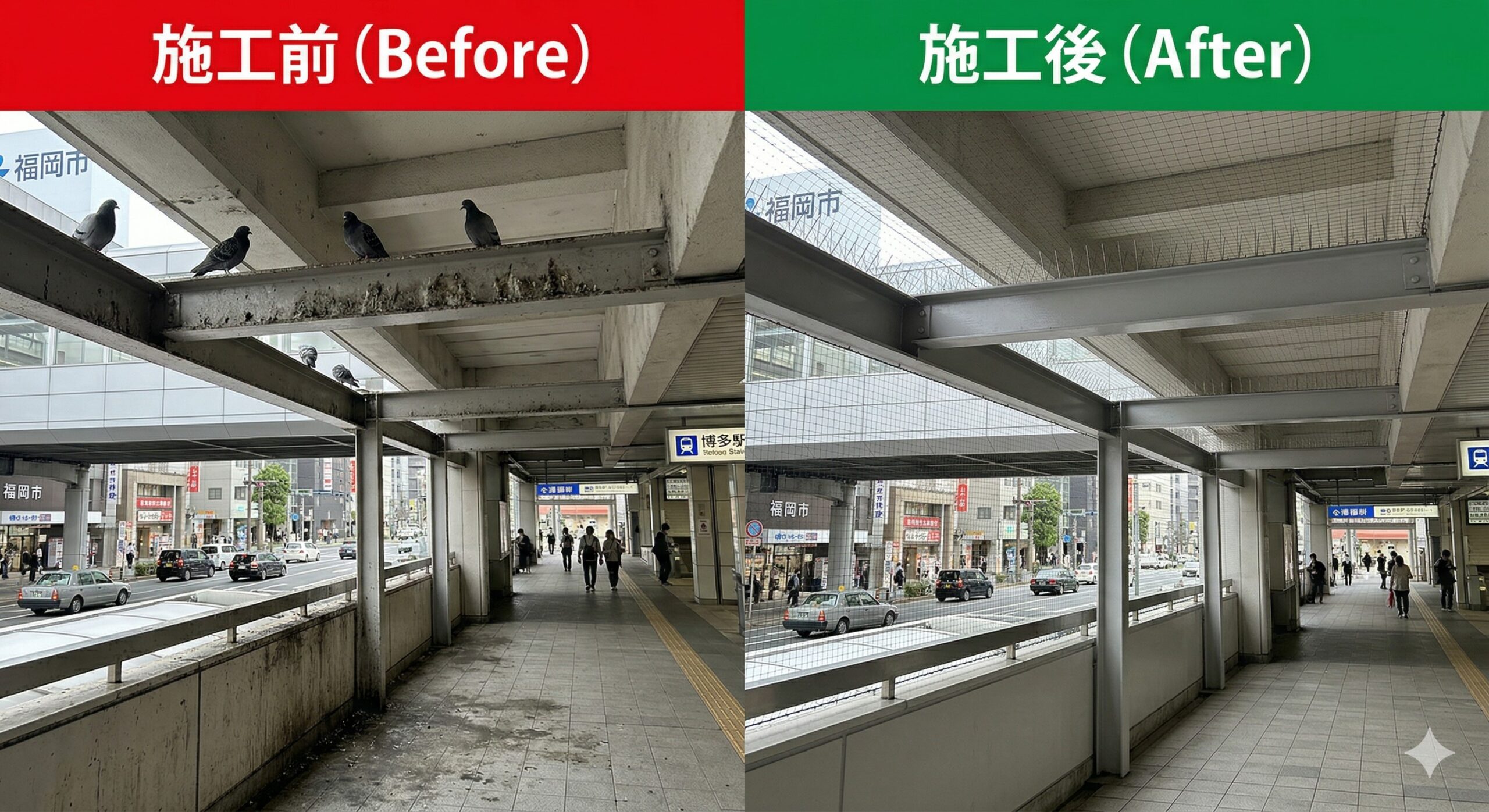 ハト 駅 福岡市