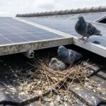 北九州市にある一軒家必見！ハト被害の確実な解決法とは？