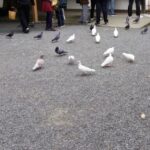 毎朝のフン掃除に悩む福岡市の神社・お寺へ。殺生ゼロで解決するハト駆除対策