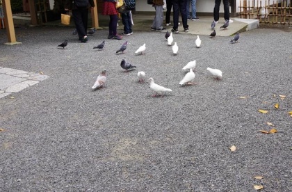 ハト 神社 お寺 福岡市