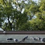 北九州市の神社・お寺をハトのフン害から守る！景観を損なわないプロのハト駆除対策