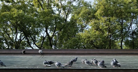 ハト駆除 神社 北九州市