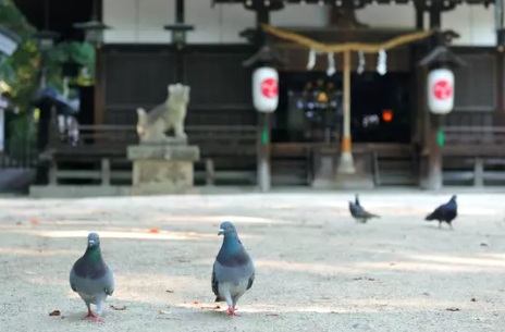 ハト駆除 神社 北九州市