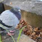 ハト 神社 お寺 福岡市