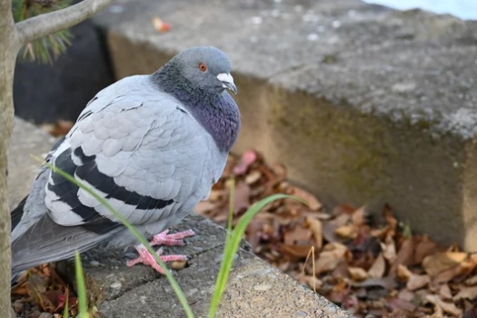 ハト 神社 お寺 福岡市