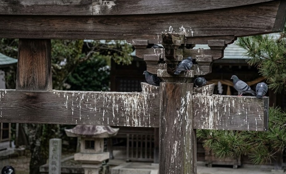 ハト 神社 飯塚市