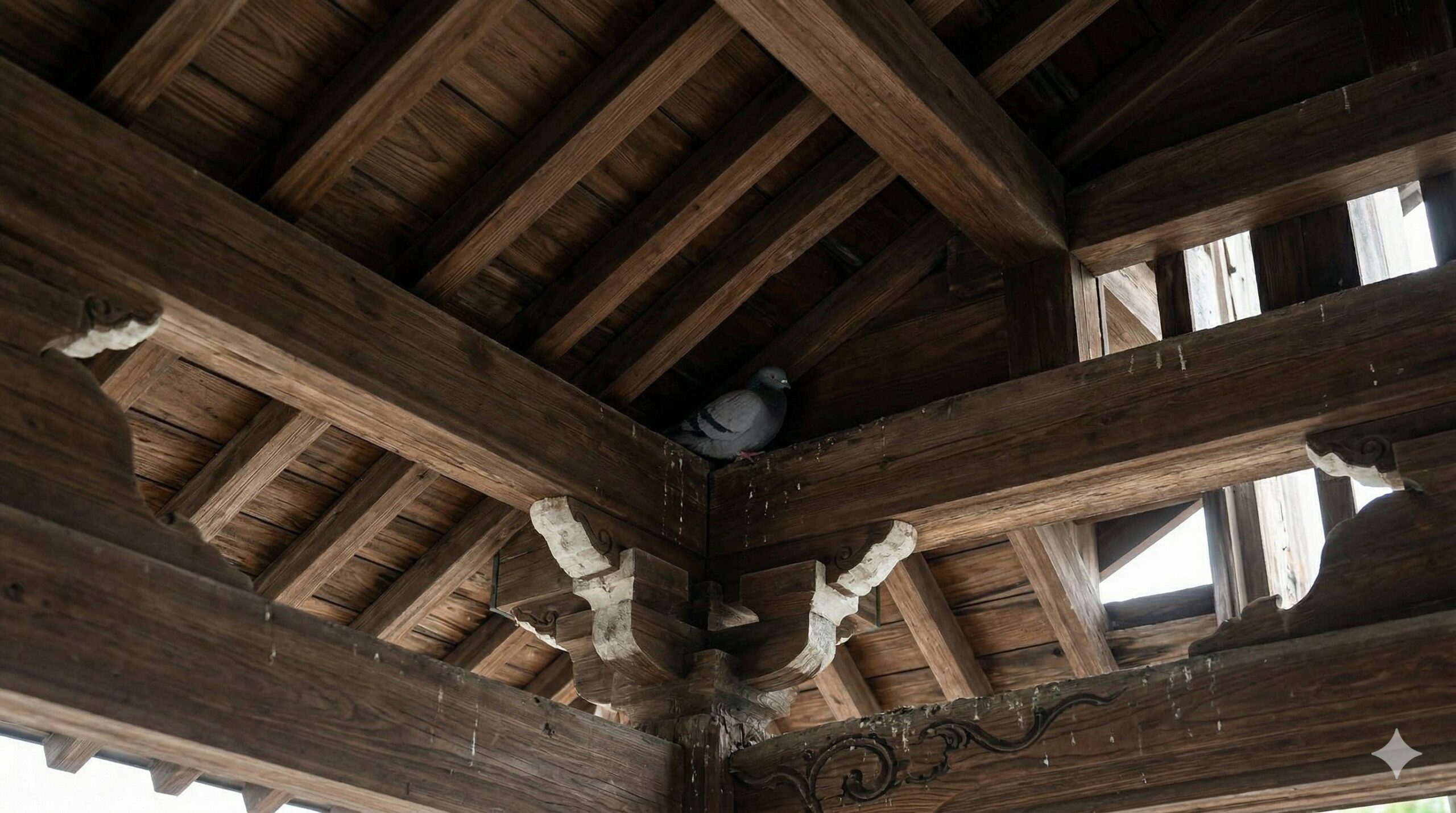 ハト駆除 神社 お寺