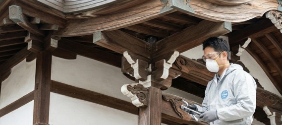 ハト駆除 神社 お寺