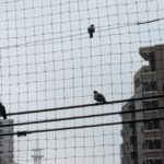 福岡市城南区のマンションのベランダでのハト被害事例