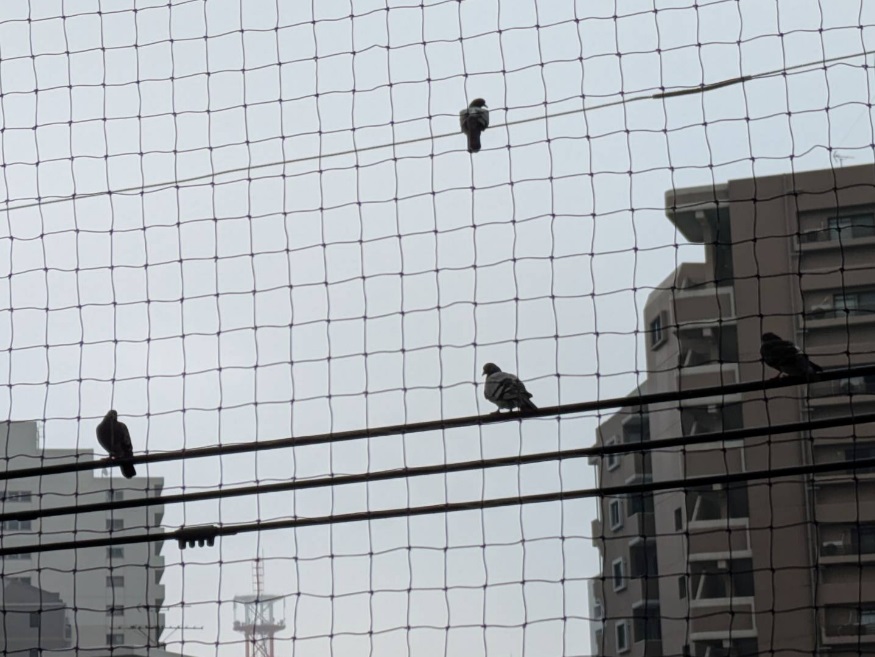 ハト　マンション　福岡市城南区