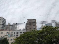 ハト　マンション　福岡市城南区
