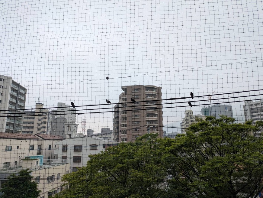 ハト　マンション　福岡市城南区