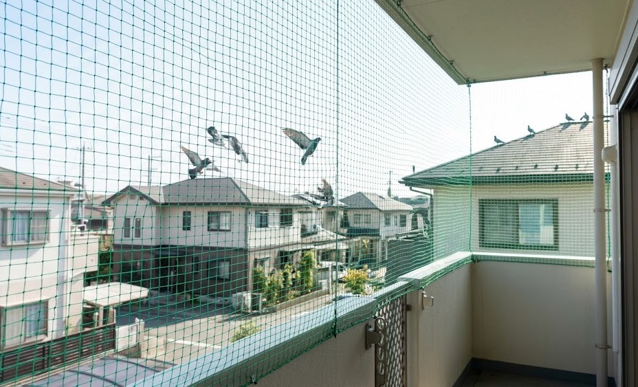 ハト フン 古賀市