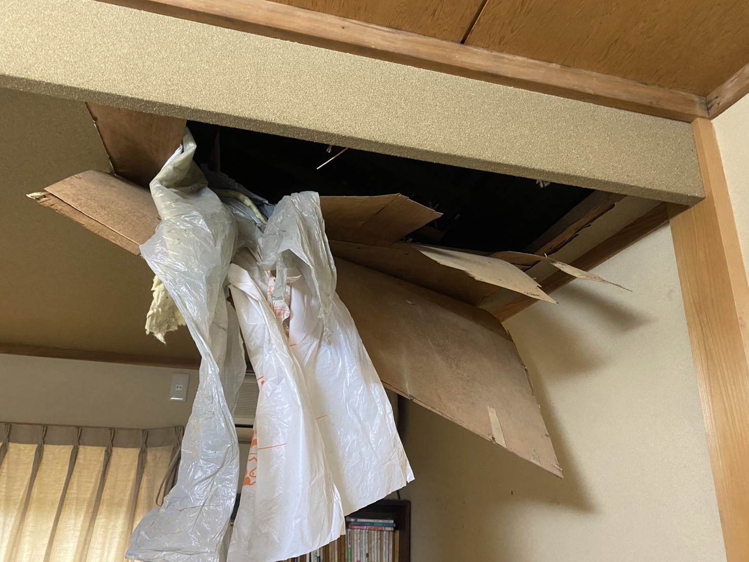 アライグマ侵入　新宮町