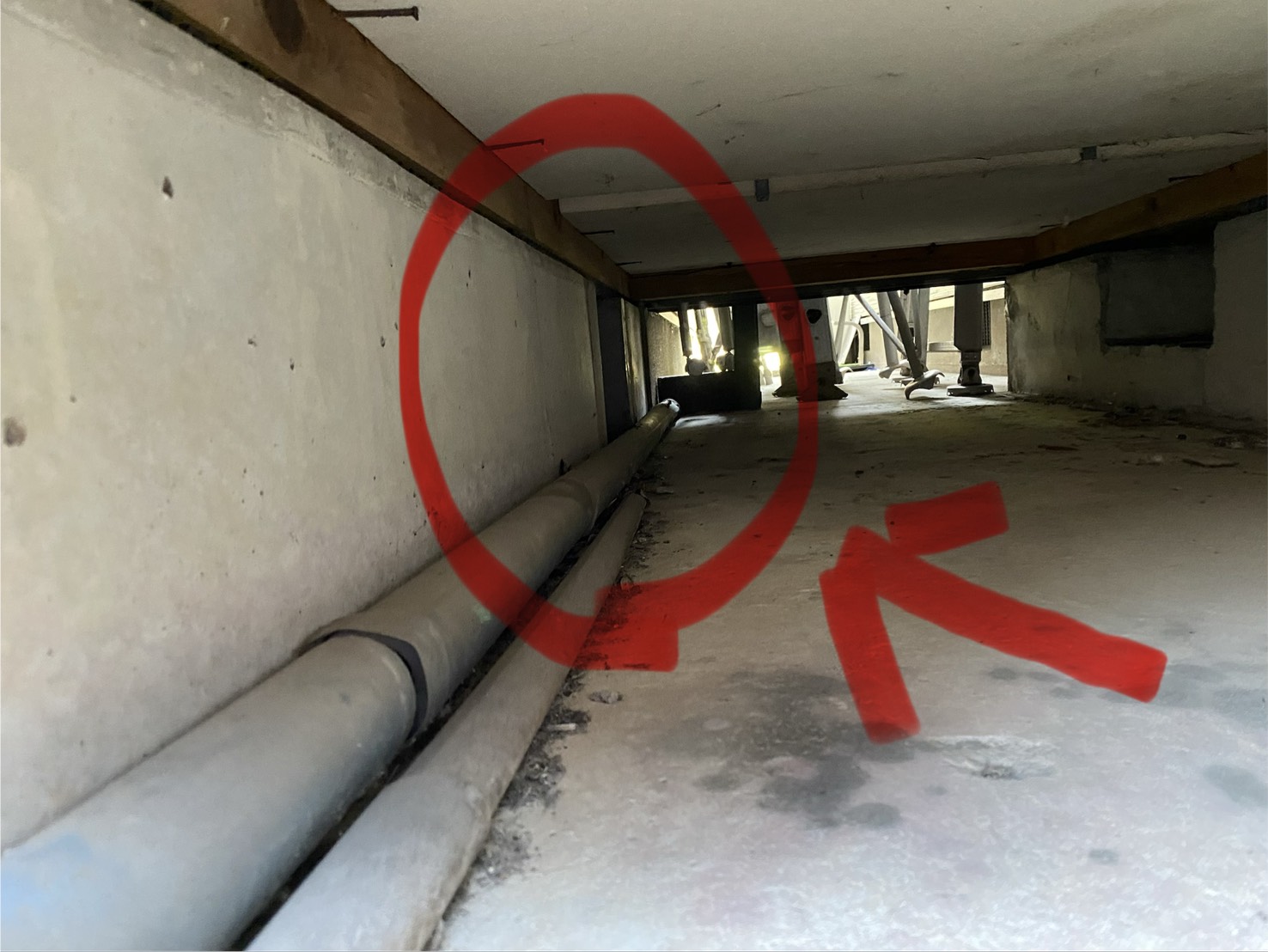 アライグマ侵入　小倉