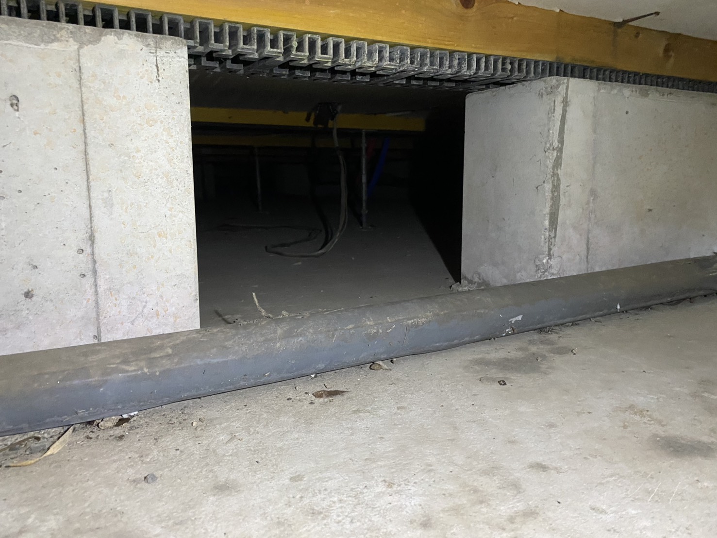 アライグマ侵入　小倉