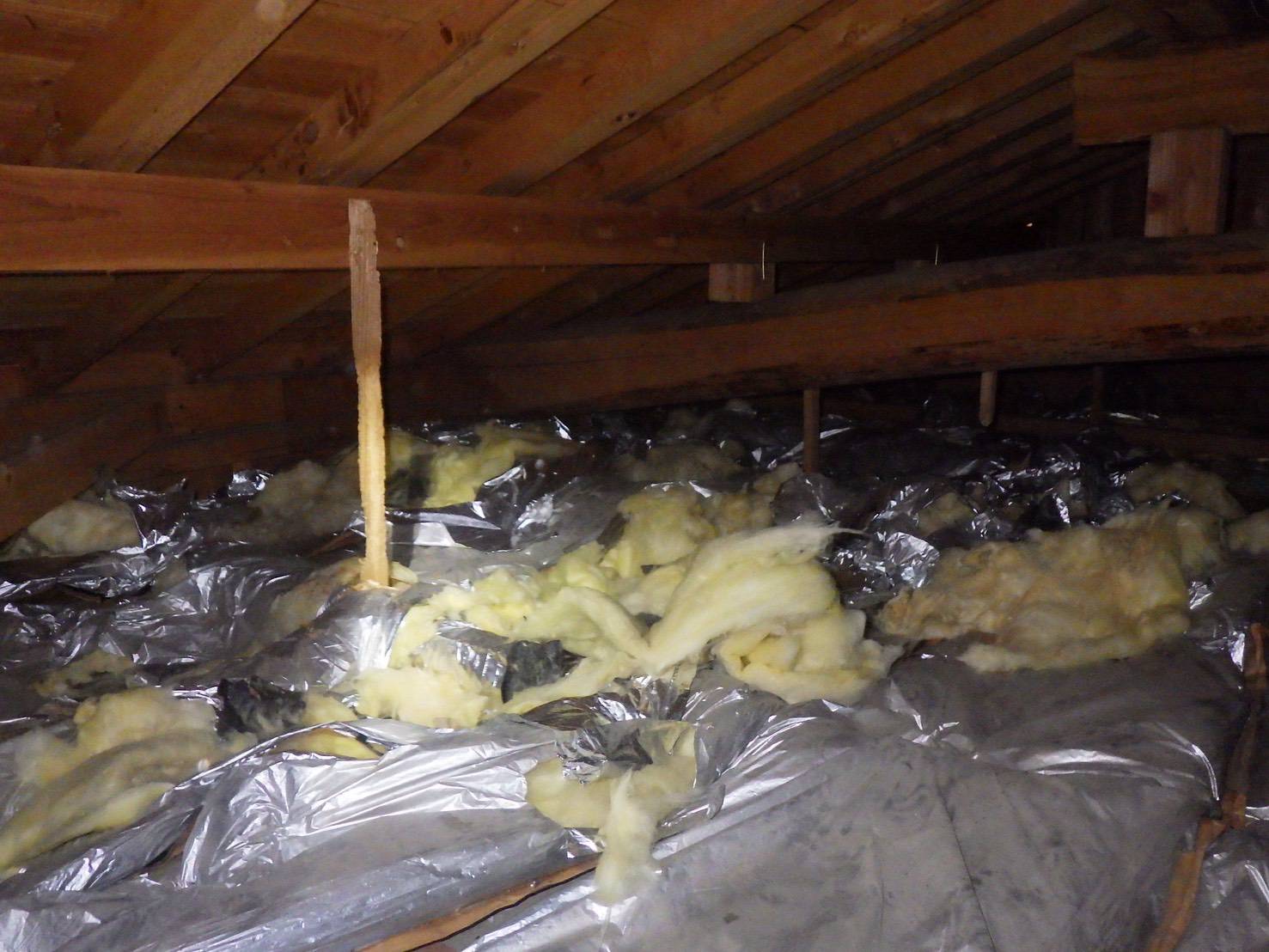 アライグマ　天井　小竹町