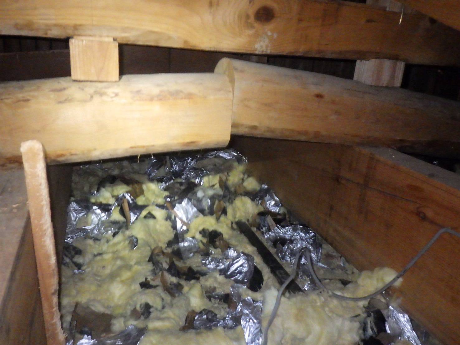 アライグマ　天井　小竹町