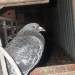 遠賀郡のスーパーバックヤードにハトのフン被害事例