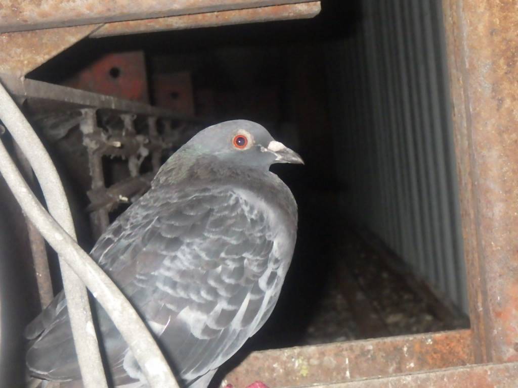 ハト　スーパー　遠賀郡