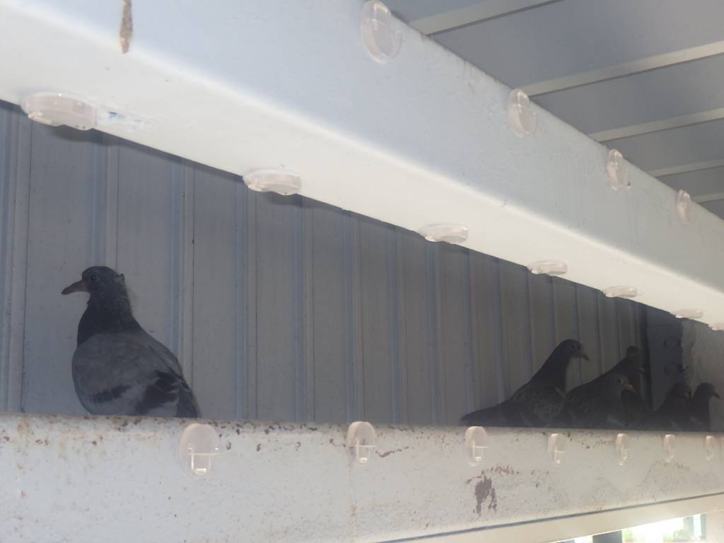 ハト　スーパー　遠賀郡