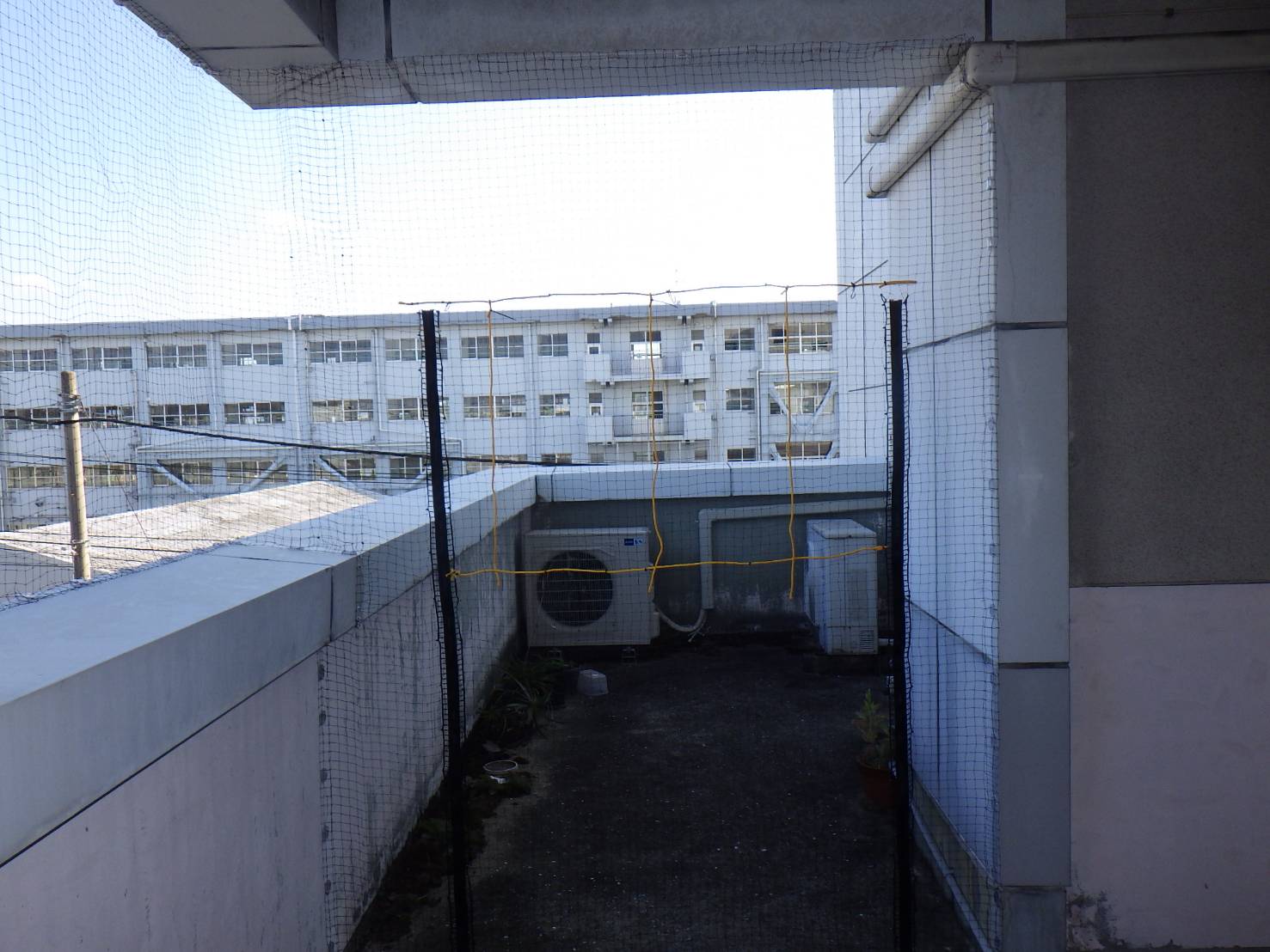 ハト　ビル　フン　福岡市