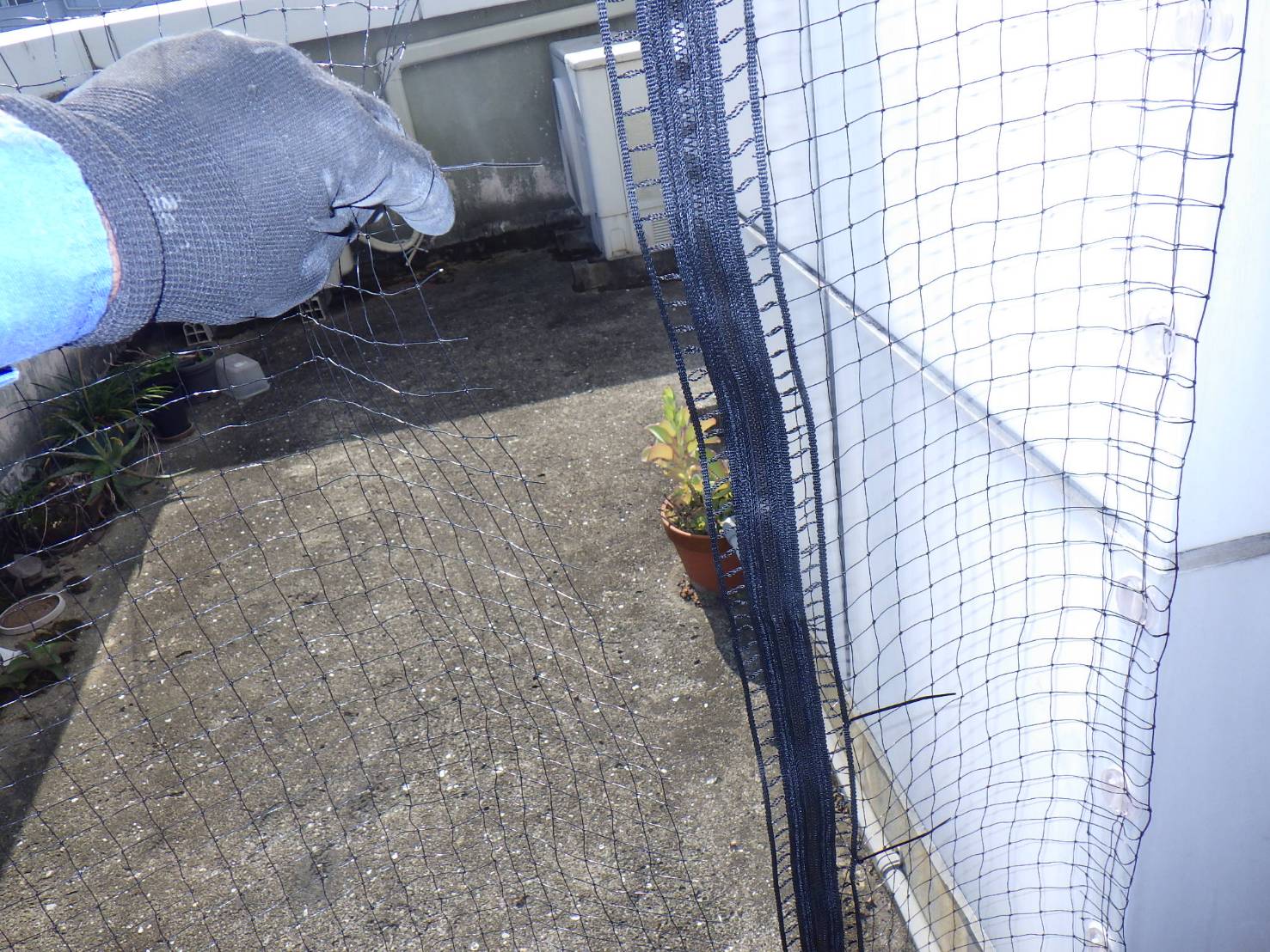 ハト　ビル　フン　福岡市