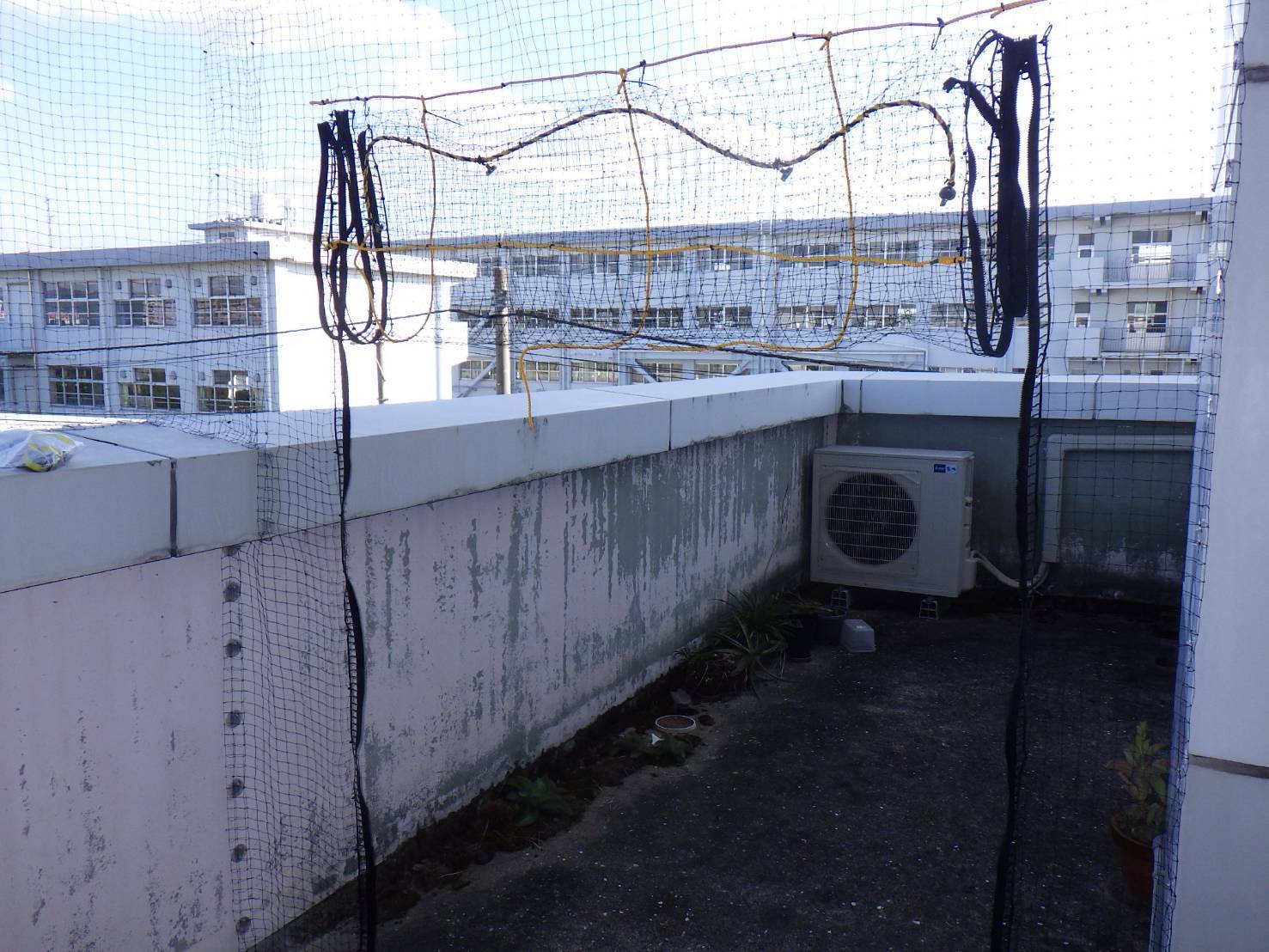 ハト　ビル　フン　福岡市