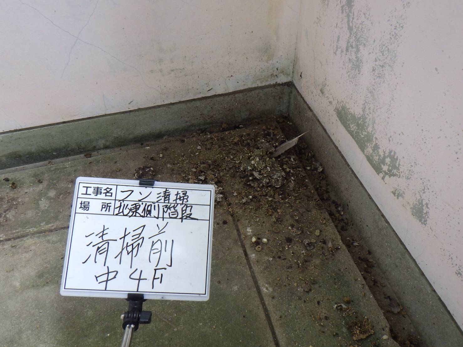 ハト　ビル　フン　福岡市