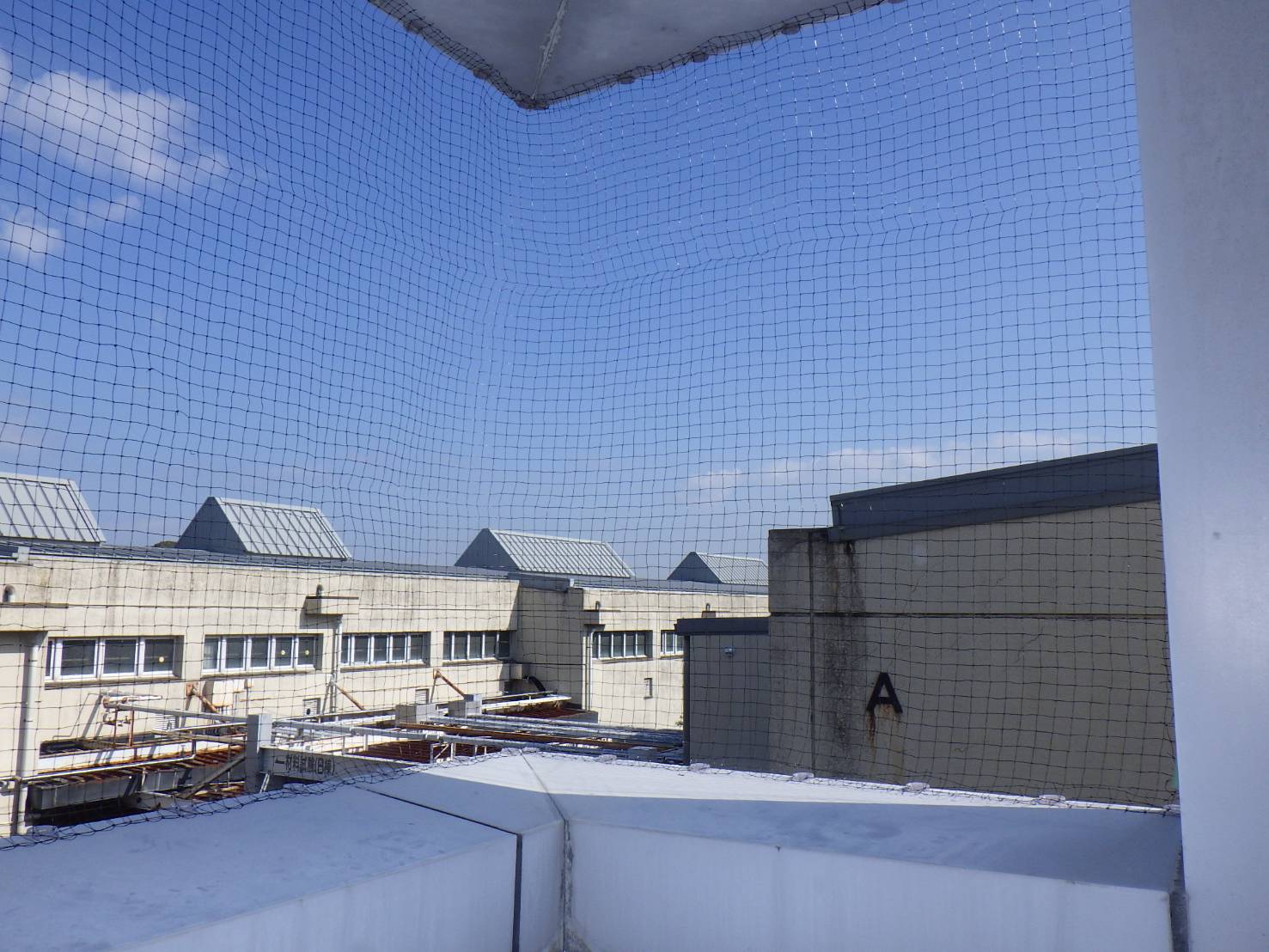 ハト　ビル　フン　福岡市