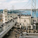 下関市で事務所のハト被害にお悩みの方へ！プロの解決策とは