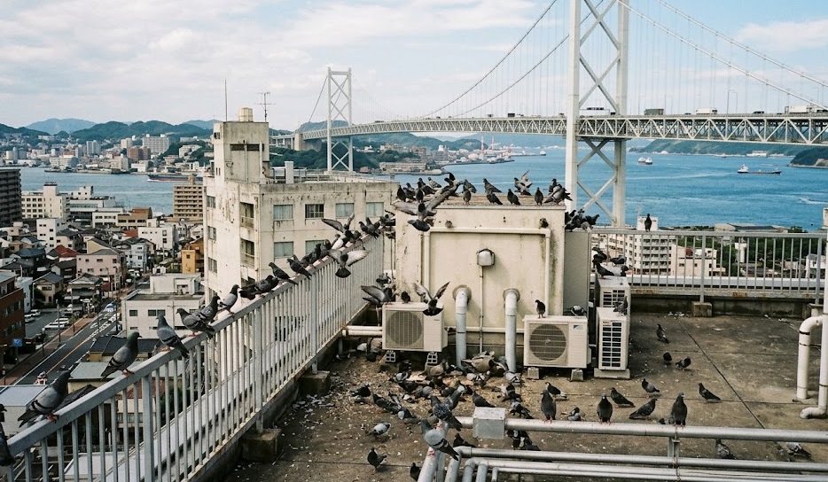 ハト 事務所 下関市