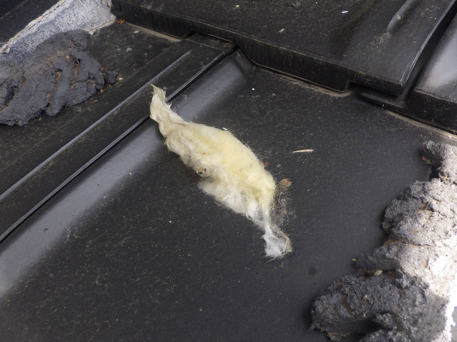 アライグマ駆除　中津市