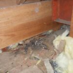 芦屋町のお宅の天井からイタチと猫が！害獣駆除事例をご紹介