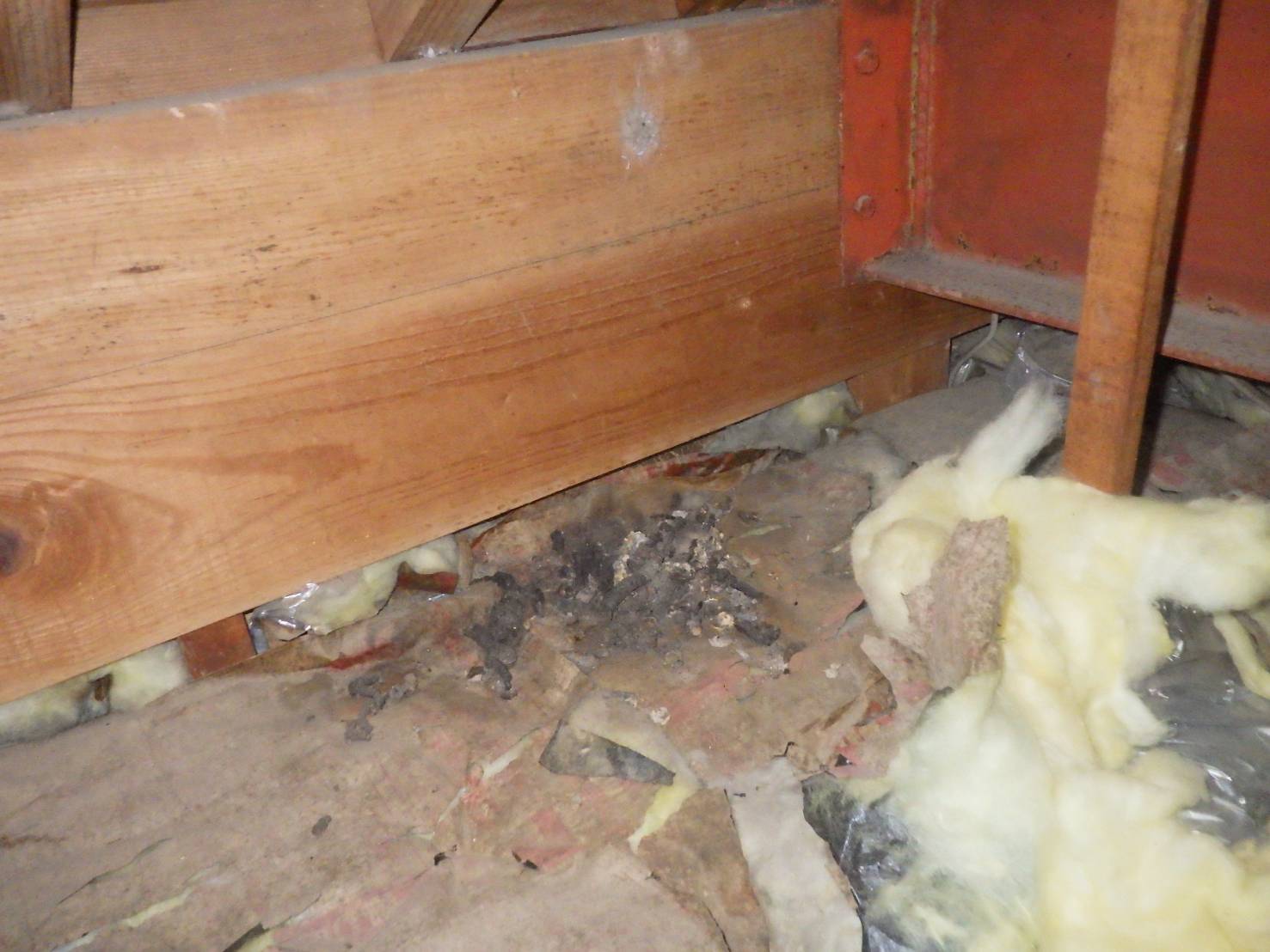 イタチ駆除 猫侵入防止 芦屋町