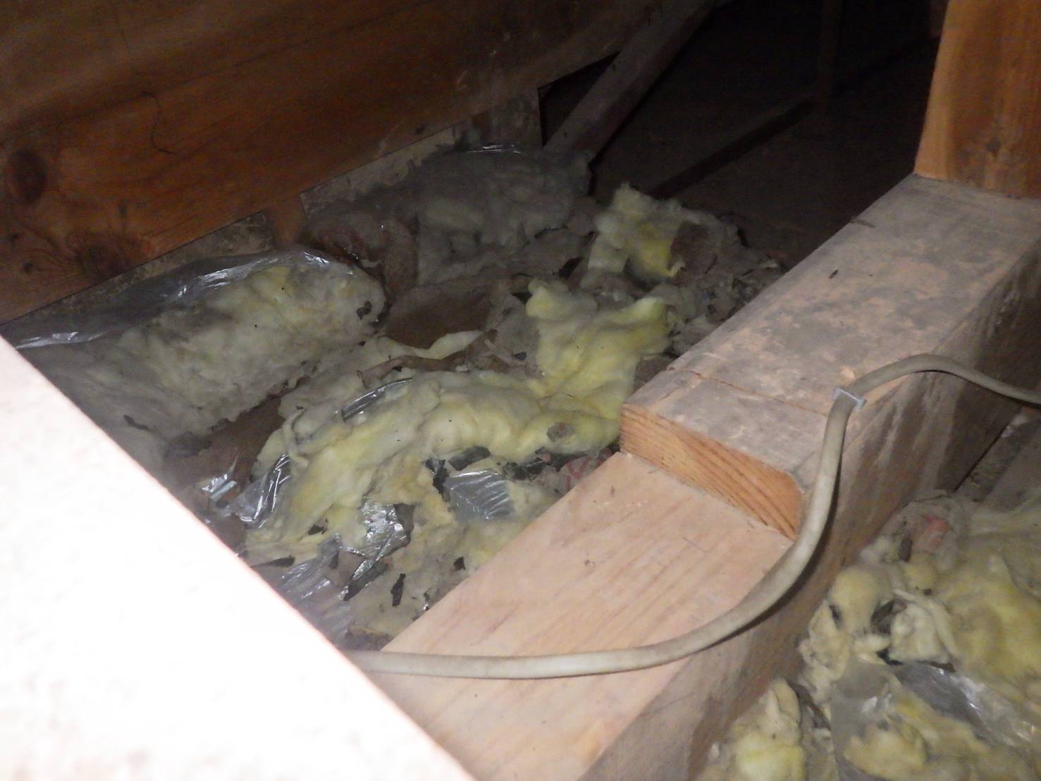 イタチ駆除 猫侵入防止 芦屋町