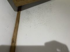 イタチ駆除　福智町