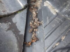 アライグマ駆除　志免町