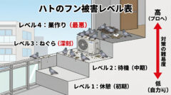 ハト フン 京都郡