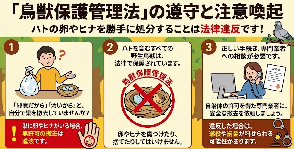 ハトの卵やヒナの無許可撤去は鳥獣保護法違反