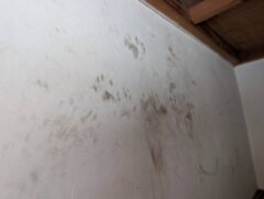 アライグマ駆除　篠栗町