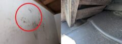 アライグマ駆除　篠栗町