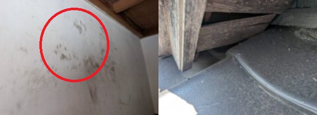 アライグマ駆除　篠栗町