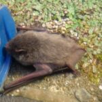 福岡市の一軒家の屋根にコウモリが侵入！コウモリ侵入防止事例のご紹介
