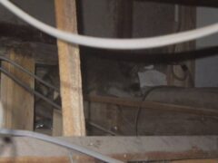 アライグマ駆除　小倉北区