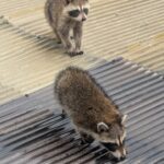 小倉北区でアライグマ駆除事例、アライグマの追い出し映像あり