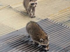 アライグマ駆除　小倉北区