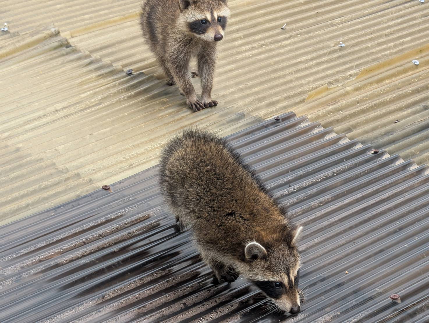 アライグマ駆除 小倉北区